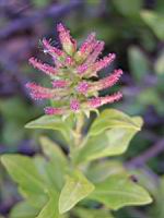 Plumbago - Plumbago capensis (en Corse) (04) (Photo F. Mrugala)